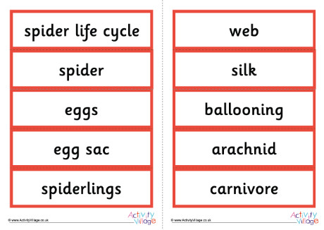 Life Cycle Of A Spider Word Cards
