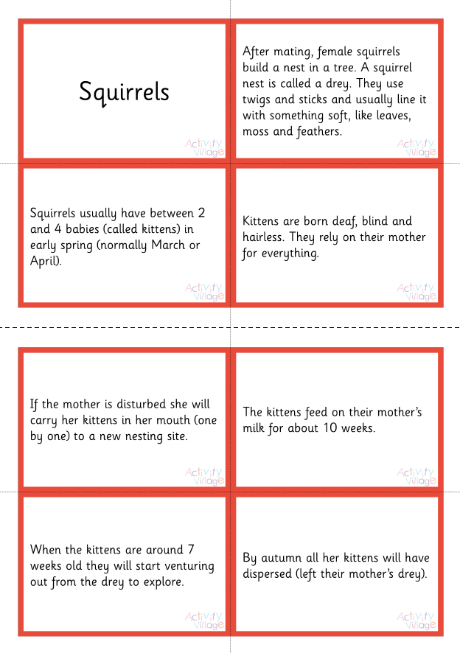 Life Cycle Of A Squirrel Sorting Cards