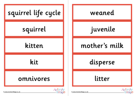 Life Cycle Of A Squirrel Word Cards