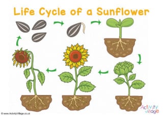 Life Cycle of a Sunflower