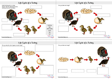 Life cycle of a turkey labelling worksheets Life cycle of a turkey labelling worksheets