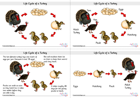 Life cycle of a turkey posters