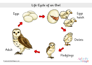 Life Cycle of an Owl