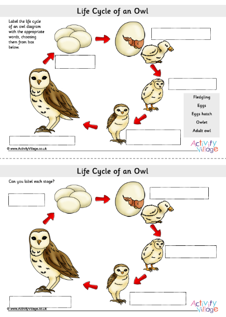 Life Cycle Of An Owl Labelling Worksheets Life Cycle Of An Owl Labelling Worksheets