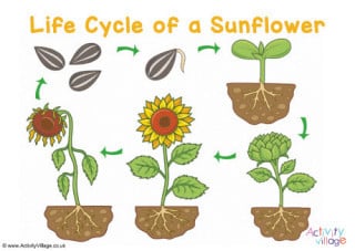 plant life cycle for preschool