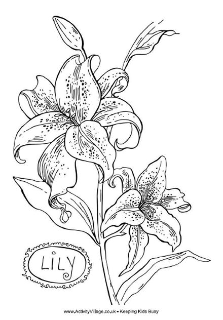 Lily Colouring Page For Kids