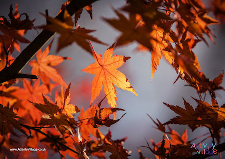 Maple Leaves Poster