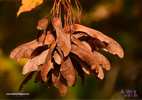 Maple seeds poster Maple seeds poster