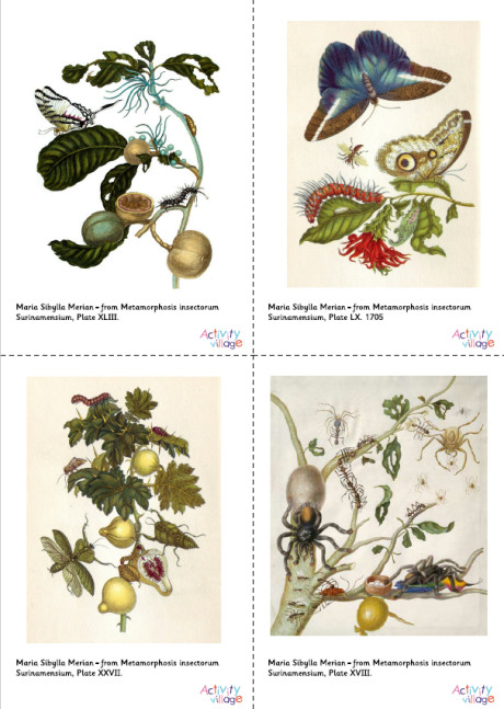 Maria Sibylla Merian Artwork Posters