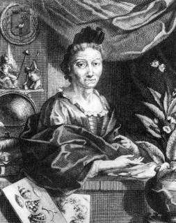 Maria Sibylla Merian