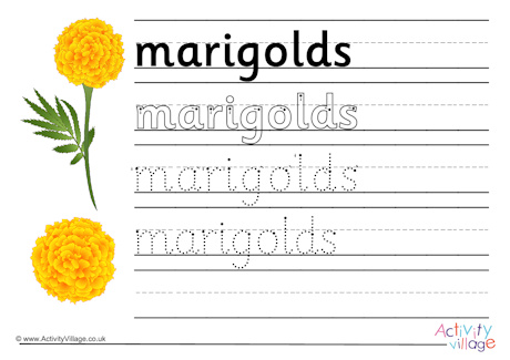 Marigolds handwriting worksheet Marigolds handwriting worksheet