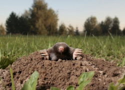 Mole peeping out of his mole-hill!