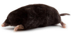 Moles