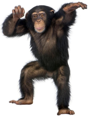 Monkey Pictures