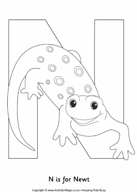 N is for newt colouring page N is for newt colouring page