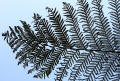 Silver fern