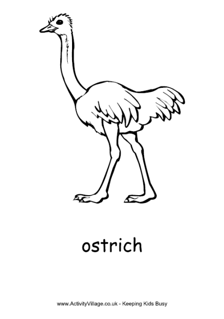 Download Ostrich Colouring Page