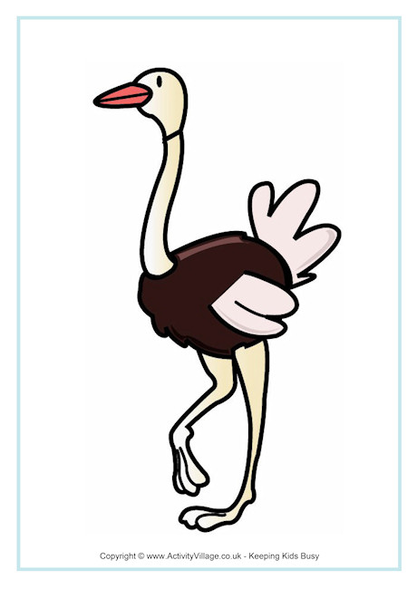 Ostrich Poster