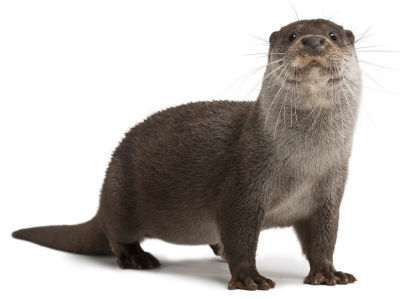 Otters Otters