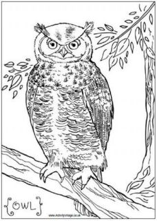 Owl Colouring Pages