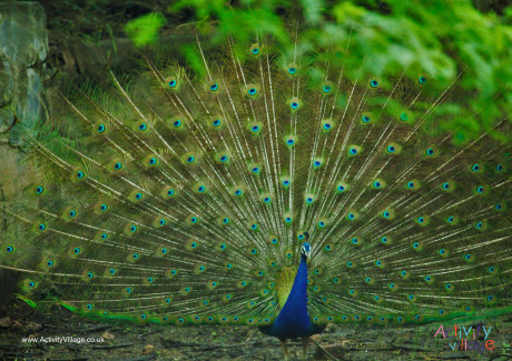 Peacock Poster 2 Peacock Poster 2