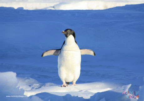 Penguin Poster