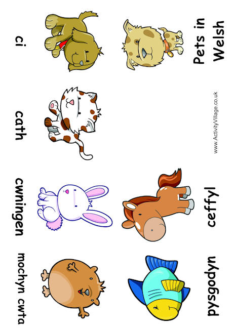 Pet animal booklet Welsh Pet animal booklet Welsh
