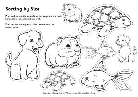 Pets sorting big and small Pets sorting big and small