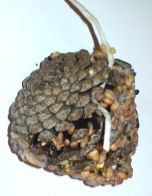 pinecone bird feeder