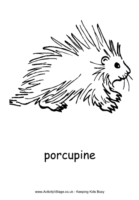 Porcupine colouring page