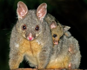 Possums