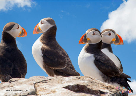 Puffin Poster 2 Puffin Poster 2
