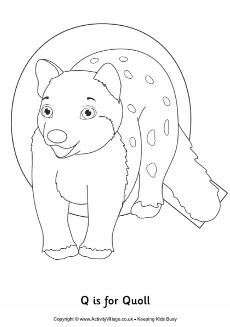 Q is for quoll colouring page