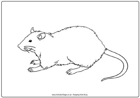 Rat Colouring Page 3