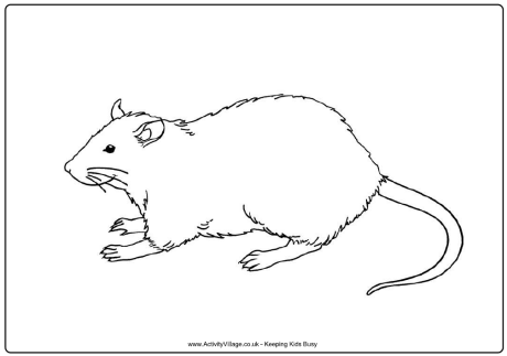Rat colouring page