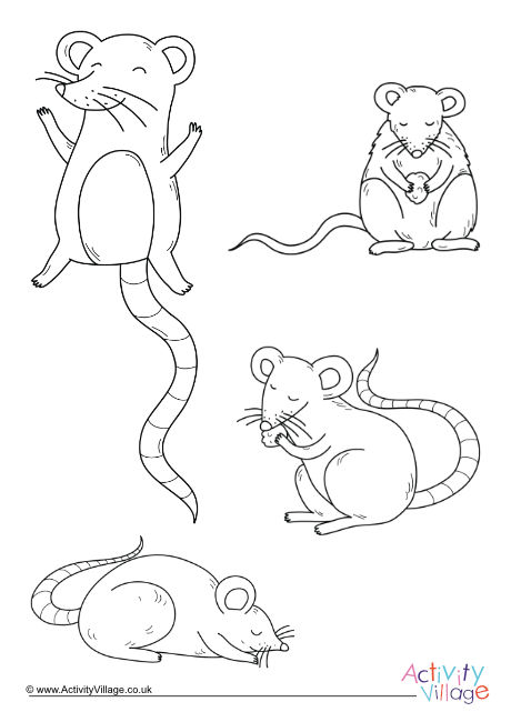 Rats colouring page