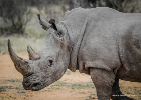 Rhino poster 2