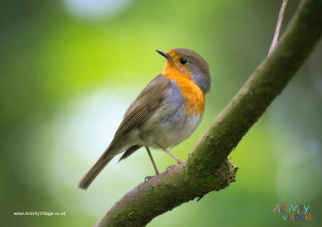 Robin poster 2