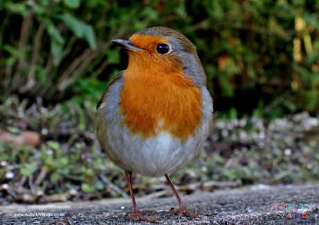 Robin poster 3
