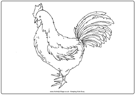 Rooster colouring page 2