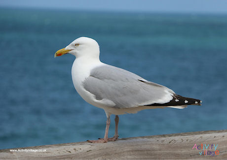 Seagull Poster