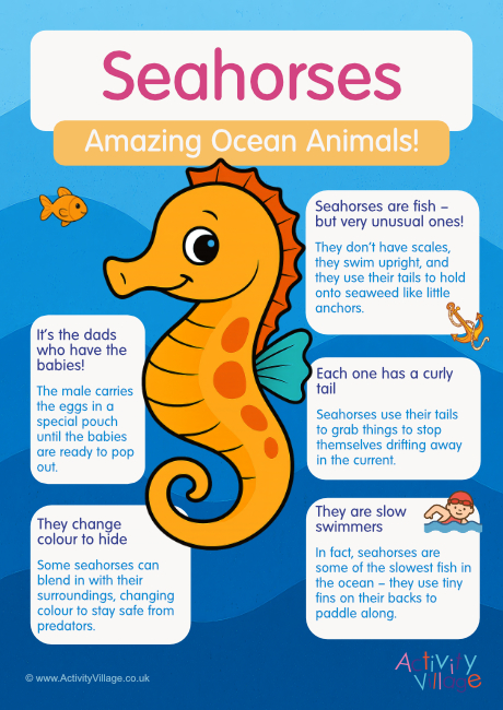 Seahorses Poster Seahorses Poster