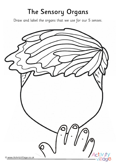 Sensory organs labelling worksheet