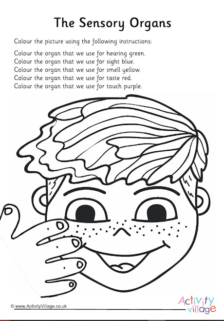Sensory organs worksheet