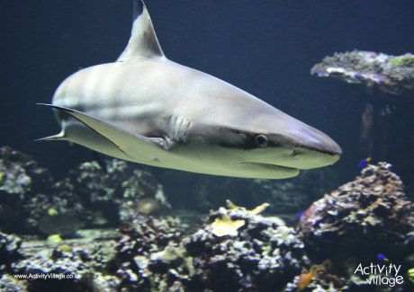 Shark poster 2