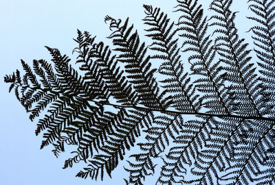 Silver fern silhouetted against blue sky