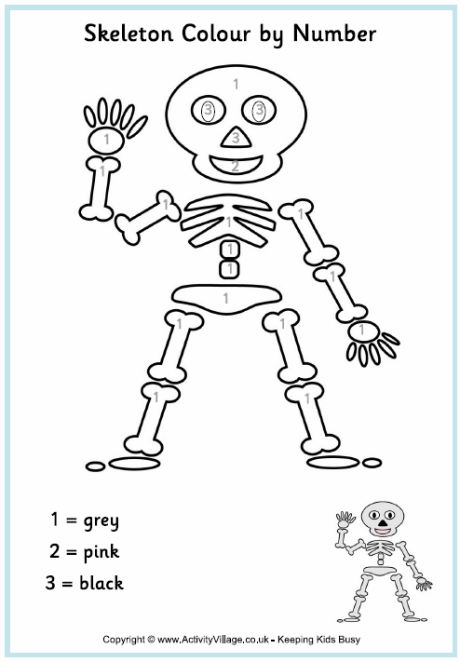 Skeleton colour by number