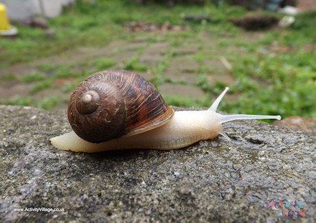 Snail Poster 2