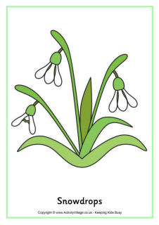 Snowdrops