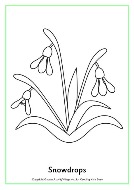 Snowdrops Colouring Page